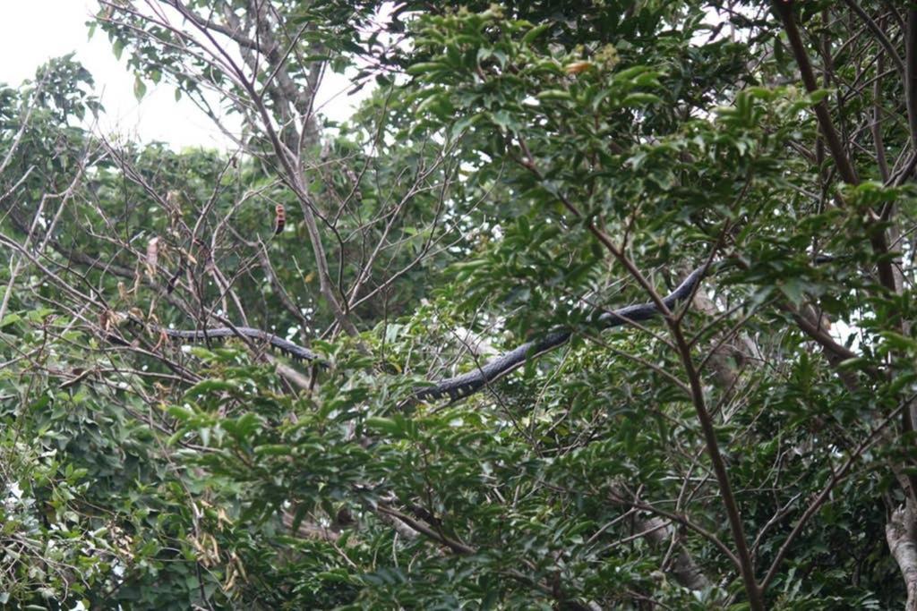 La Casa Bonita Lägenhet Monteverde Exteriör bild